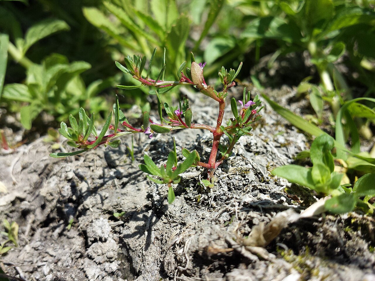 Threebract loosestrife: Habitus Taxonym: Lythrum tribracteatum ss G. Király et al.: New Hungarian Herbal. Illustrations. ISBN 978-963-88158-0-4 ; det. Gergely Király 2015-06-07 Locatio