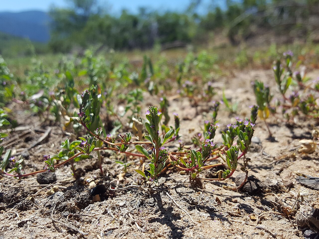Threebract loosestrife: Three-bracted loosestrife ( Lythrum tribracteatum ) in the United States