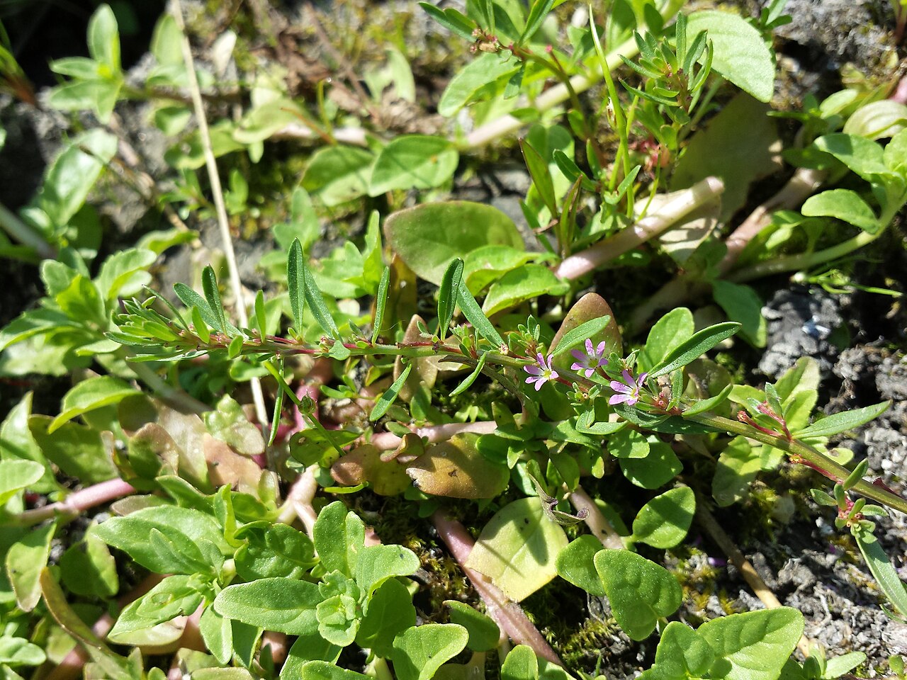 Threebract loosestrife: Habitus Taxonym: Lythrum tribracteatum ss G. Király et al.: New Hungarian Herbal. Illustrations. ISBN 978-963-88158-0-4 ; det. Gergely Király 2015-06-07 Locatio