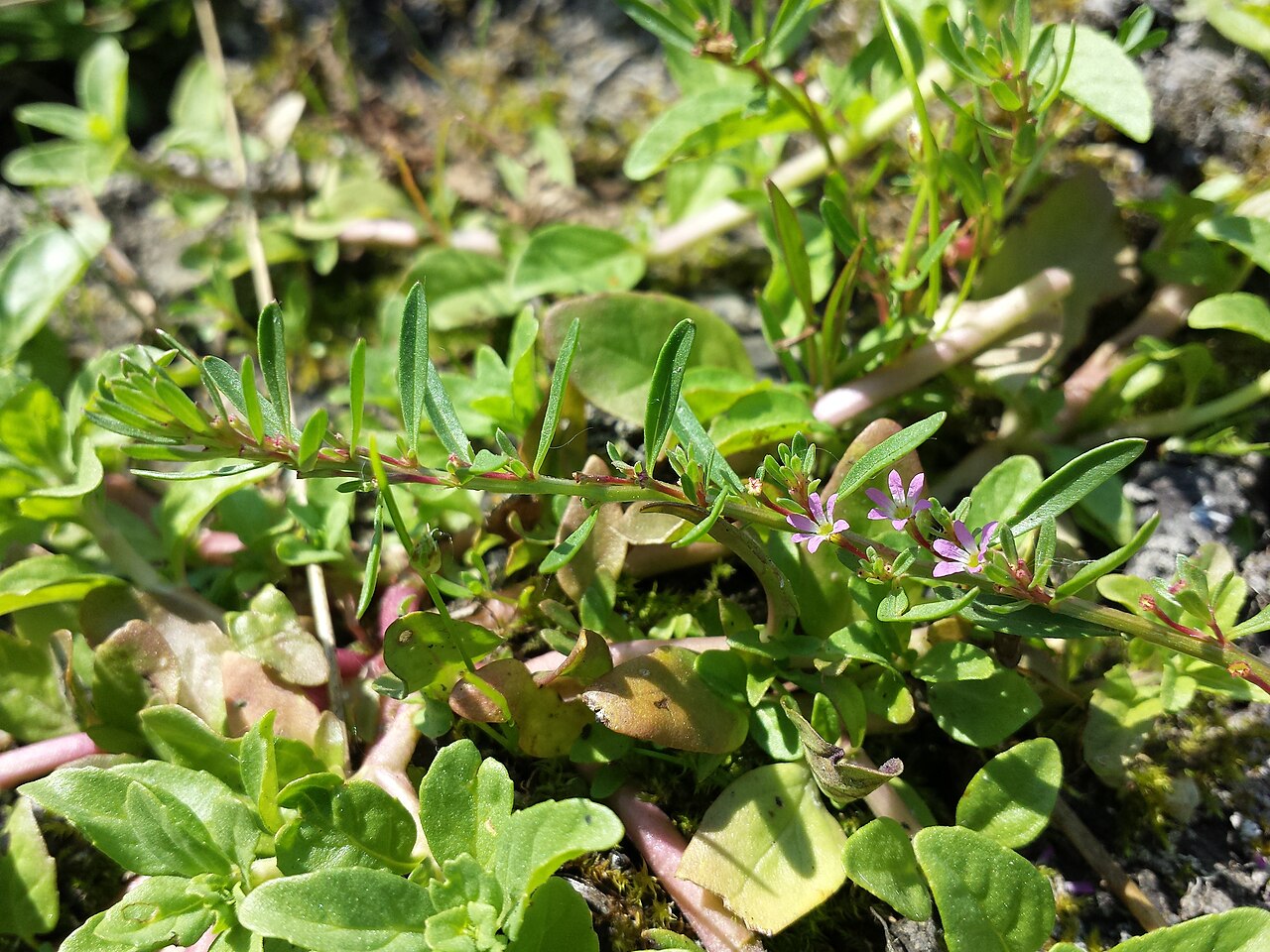 Threebract loosestrife: Habitus Taxonym: Lythrum tribracteatum ss G. Király et al.: New Hungarian Herbal. Illustrations. ISBN 978-963-88158-0-4 ; det. Gergely Király 2015-06-07 Locatio