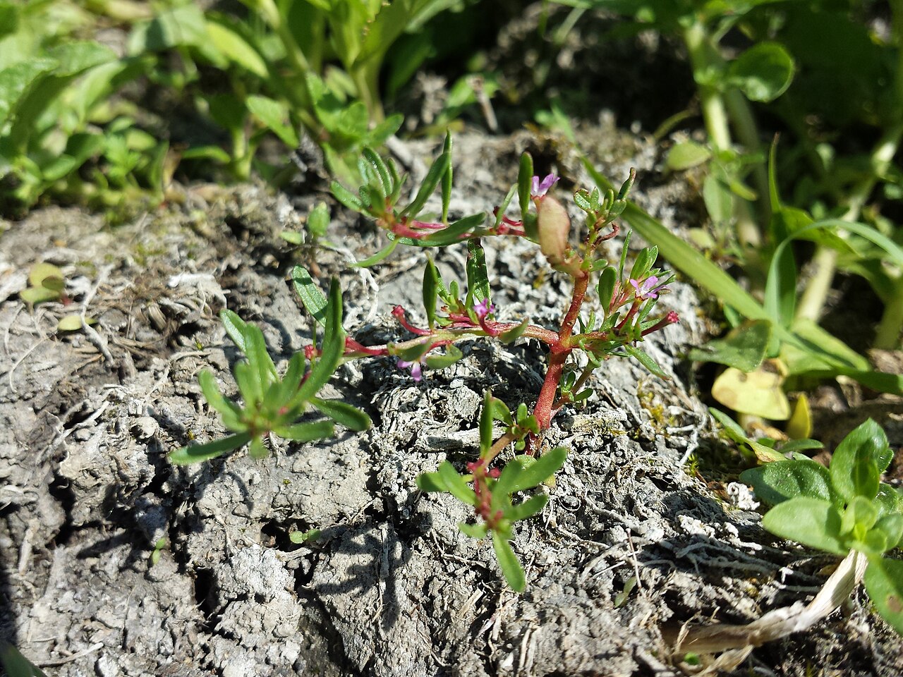 Threebract loosestrife: Habitus Taxonym: Lythrum tribracteatum ss G. Király et al.: New Hungarian Herbal. Illustrations. ISBN 978-963-88158-0-4 ; det. Gergely Király 2015-06-07 Locatio