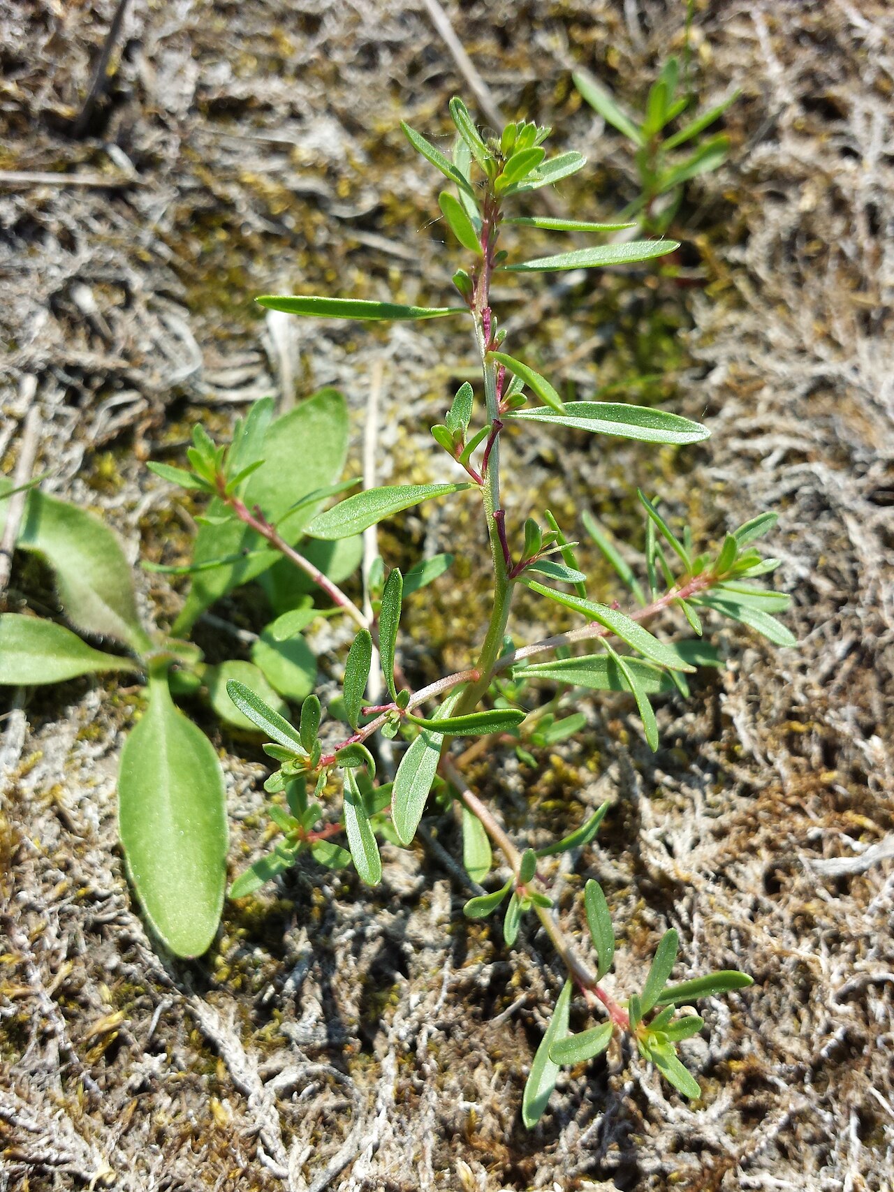 Threebract loosestrife: Habitus Taxonym: Lythrum tribracteatum ss G. Király et al.: New Hungarian Herbal. Illustrations. ISBN 978-963-88158-0-4 ; det. Gergely Király 2015-06-07 Locatio