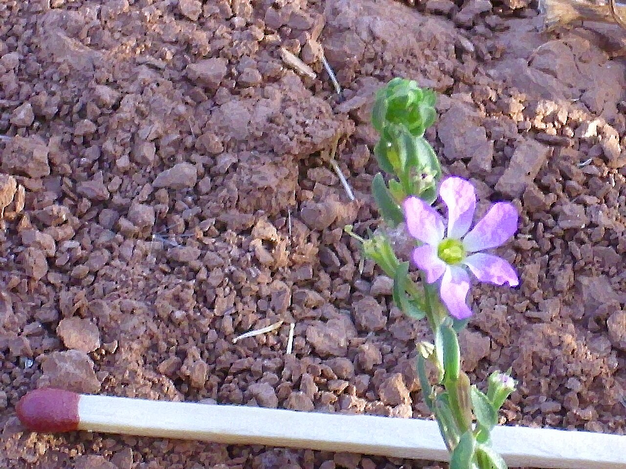 Threebract loosestrife: Flower of Lythrum tribracteatum , Jabalón river in Campo de Calatrava , Spain