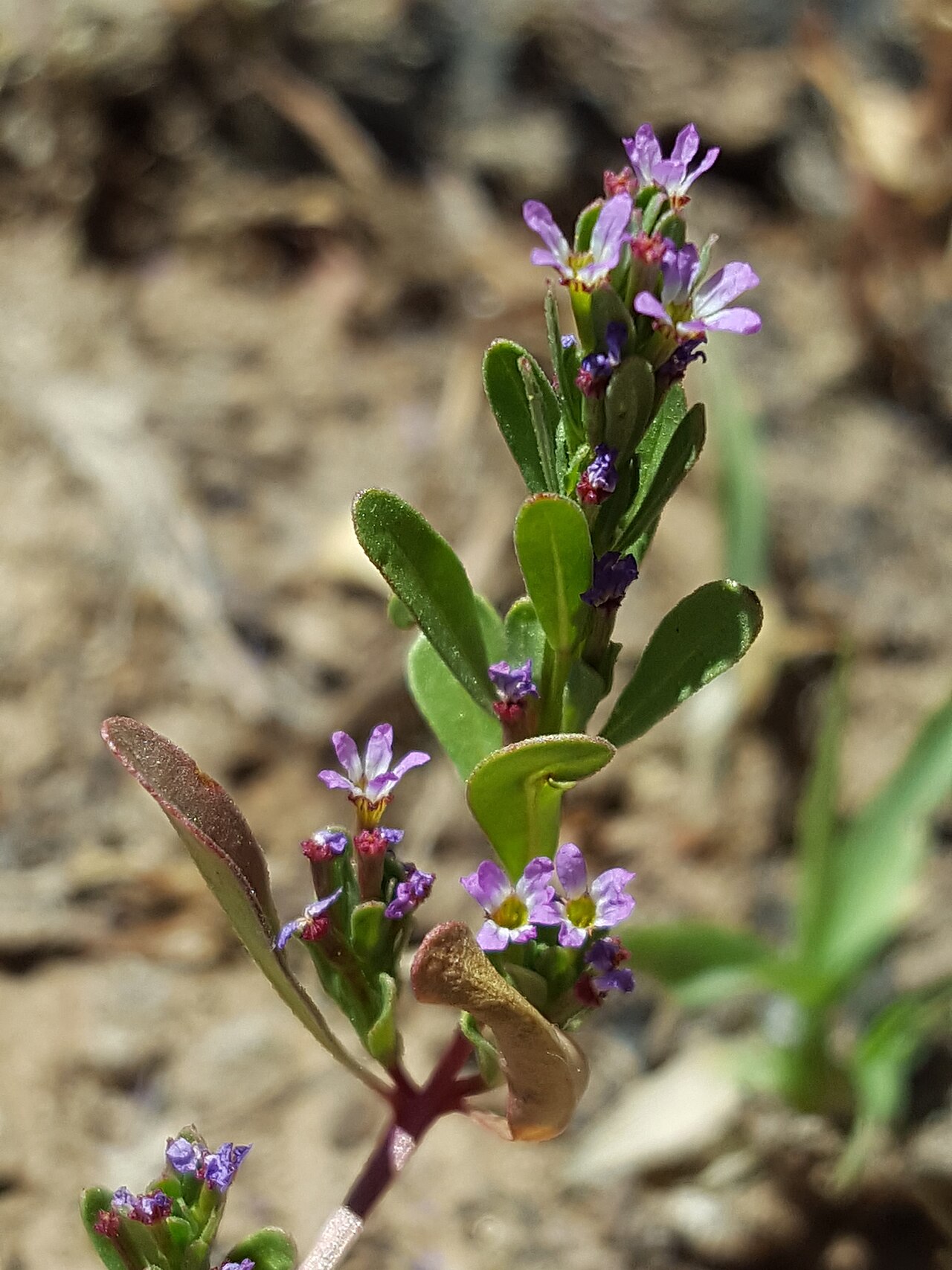 Threebract loosestrife: Three-bracted loosestrife ( Lythrum tribracteatum ) in the United States