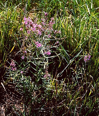European wand loosestrife: Ruten-Blutweiderich ( Lythrum virgatum ), Weiderichgewächse (Lythraceae) – Ungarn/Magyarország/Hungary: Alföld, NW Püspökládany