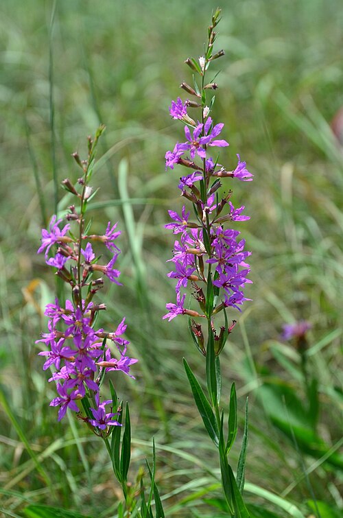 European wand loosestrife: Lythrum virgatum