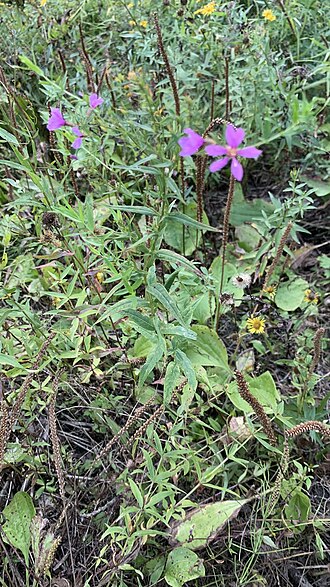 European wand loosestrife: Дербенник Прутовидный