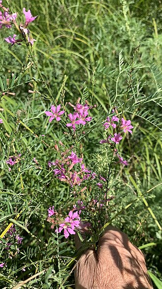 European wand loosestrife: Дербенник Прутовидный