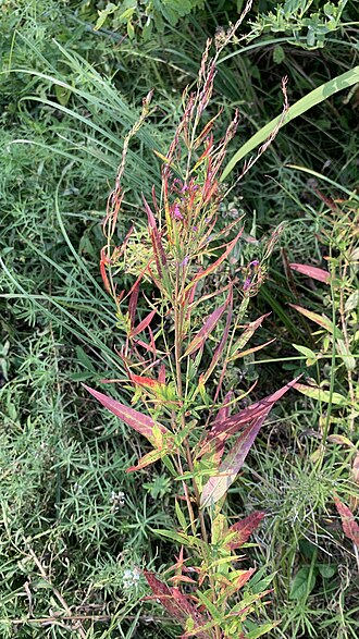 European wand loosestrife: Дербенник Прутовидный