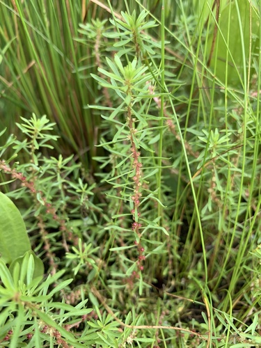Lythrum volgense (Lythrum volgense)