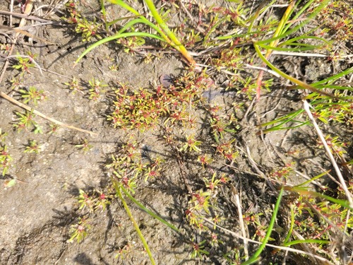 Lythrum volgense (Lythrum volgense)
