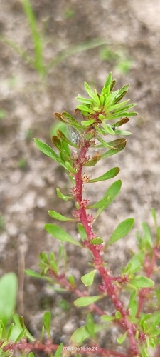 Lythrum volgense (Lythrum volgense)