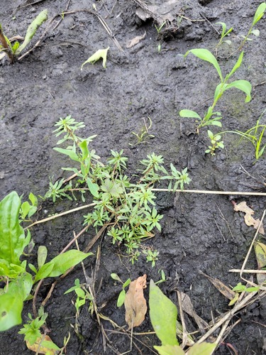 Lythrum volgense (Lythrum volgense)