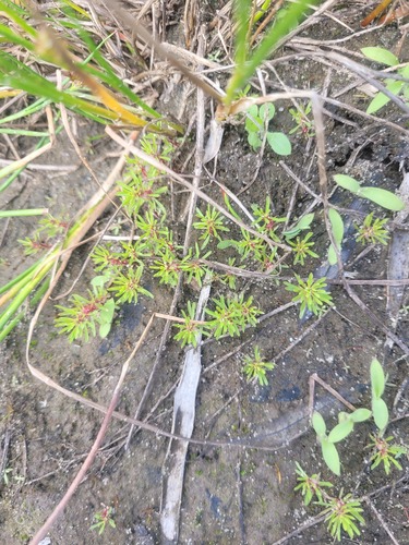 Lythrum volgense (Lythrum volgense)