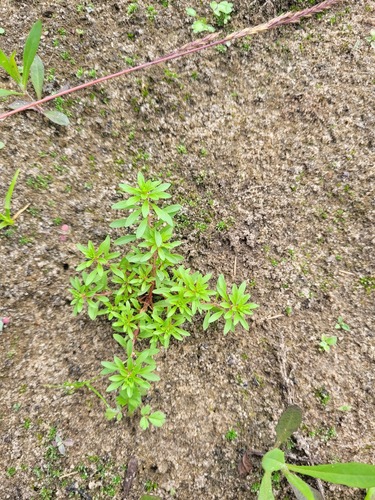 Lythrum volgense (Lythrum volgense)