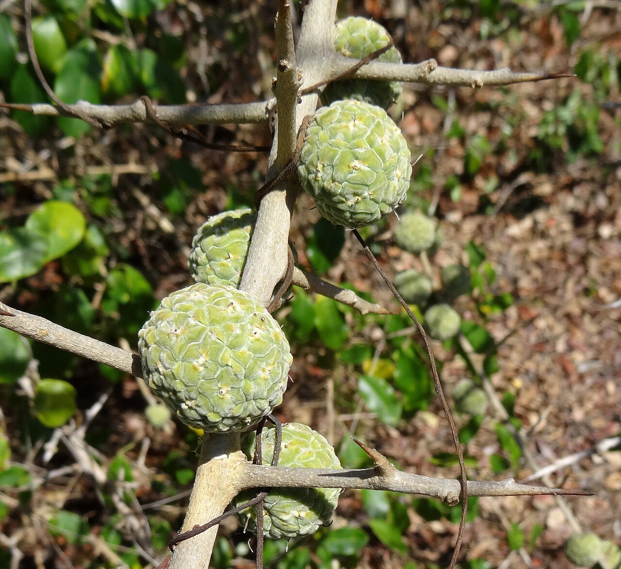 African osage orange: Mecufi district in northern Mozambique, coastal vegetation.