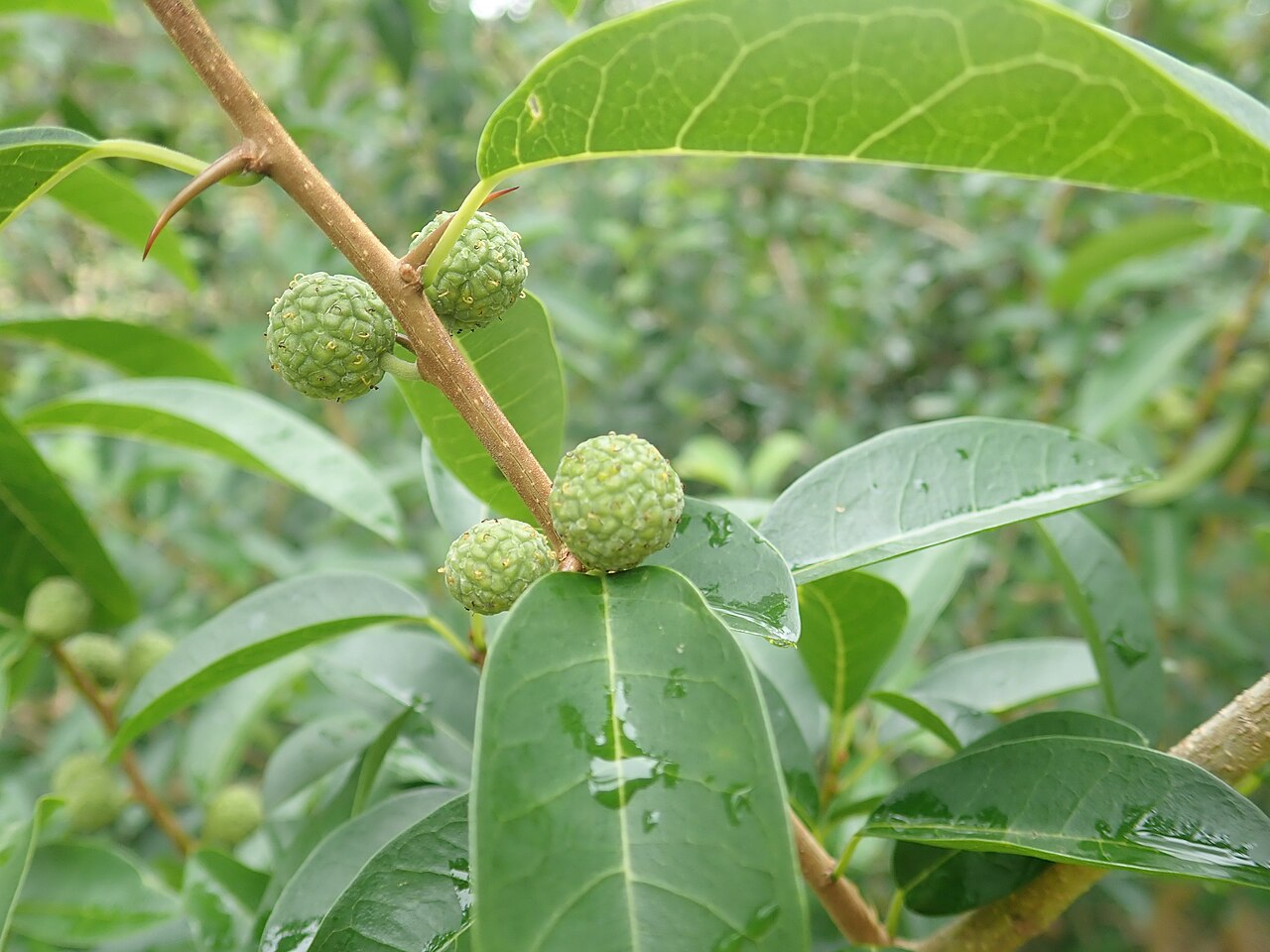 Maclura cochinchinensis: Cockspur Thorn (Maclura cochichinensis) is a native climber or shrub which has curved spines (like the spur on a roosters leg). It is in the family Moraceae (th