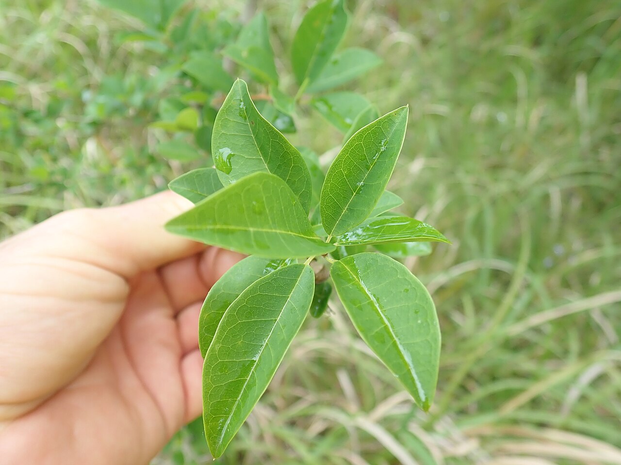 Maclura cochinchinensis: Cockspur Thorn (Maclura cochichinensis) is a native climber or shrub which has curved spines (like the spur on a roosters leg). It is in the family Moraceae (th