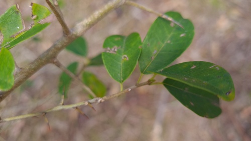 Maclura cochinchinensis (Maclura cochinchinensis)