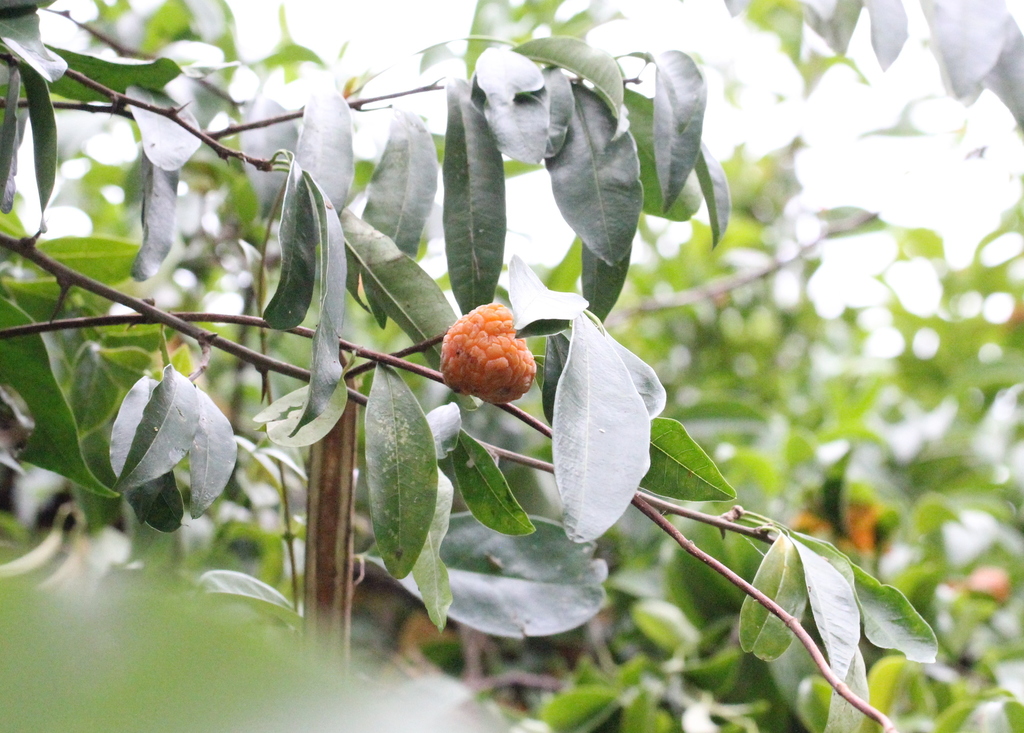 Maclura cochinchinensis (Maclura cochinchinensis)