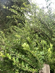Maclura cochinchinensis (Maclura cochinchinensis)