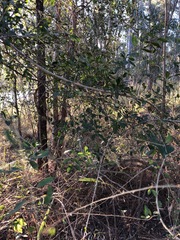 Maclura cochinchinensis (Maclura cochinchinensis)