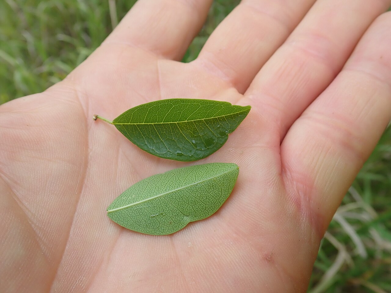 Maclura cochinchinensis: Cockspur Thorn (Maclura cochichinensis) is a native climber or shrub which has curved spines (like the spur on a roosters leg). It is in the family Moraceae (th
