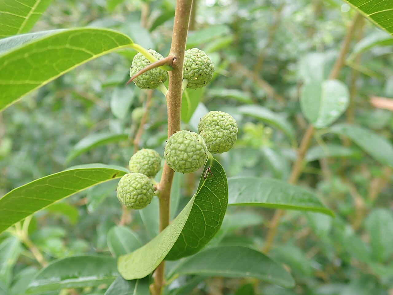 Maclura cochinchinensis: Cockspur Thorn (Maclura cochichinensis) is a native climber or shrub which has curved spines (like the spur on a roosters leg). It is in the family Moraceae (th