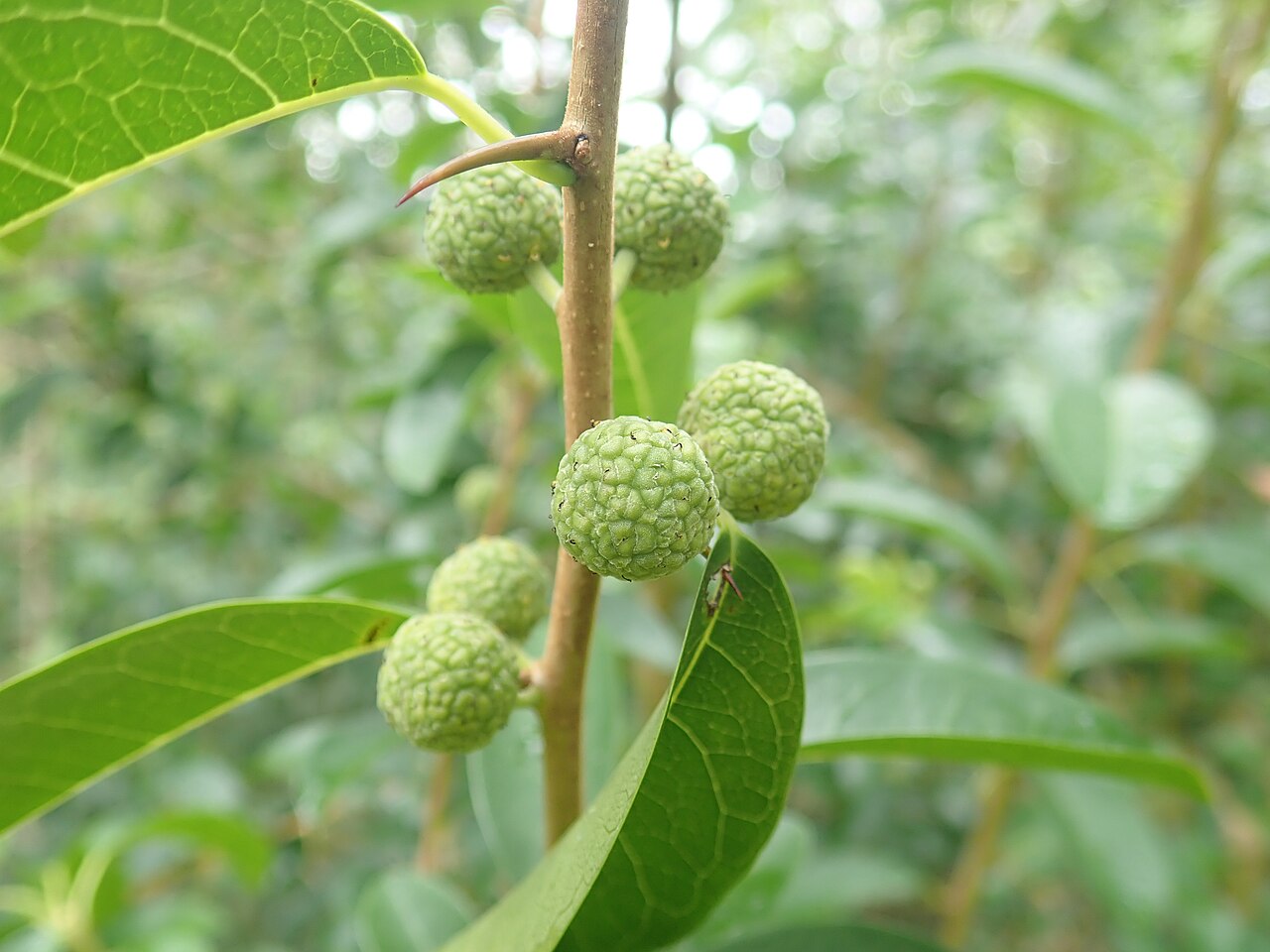 Maclura cochinchinensis: Cockspur Thorn (Maclura cochichinensis) is a native climber or shrub which has curved spines (like the spur on a roosters leg). It is in the family Moraceae (th