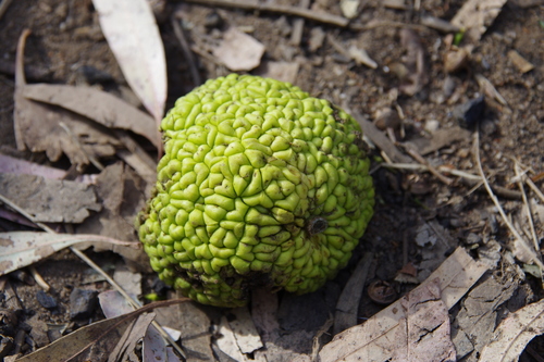 Horse-apple (Maclura pomifera)