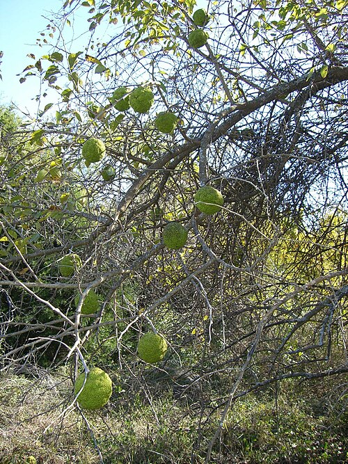 Horse-apple: Bois'd Arc [osage_orange] tree with fruit