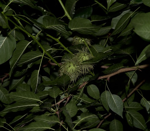 Horse-apple (Maclura pomifera)