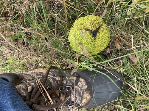 Horse-apple (Maclura pomifera)