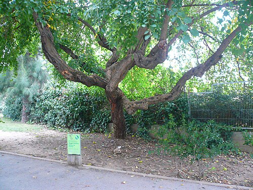 Horse-apple: This is a a photo of a protected or outstanding tree in Catalonia, Spain, with id: