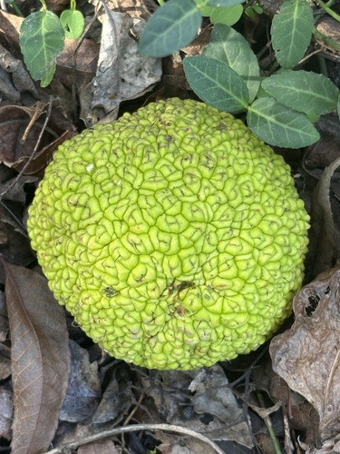 Horse-apple (Maclura pomifera)