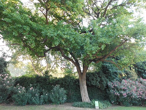 Horse-apple: This is a a photo of a protected or outstanding tree in Catalonia, Spain, with id: