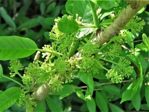 Horse-apple (Maclura pomifera)