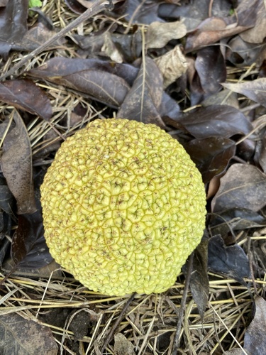 Horse-apple (Maclura pomifera)