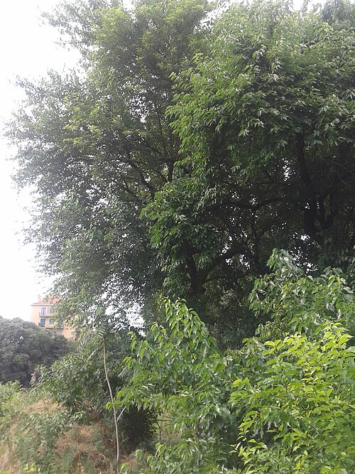 Horse-apple: Maclura, viale Toscana, Milano, 2014