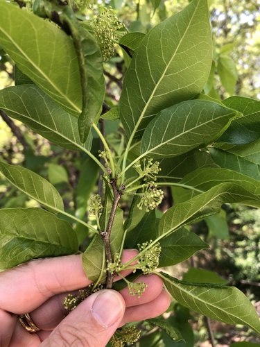 Horse-apple (Maclura pomifera)