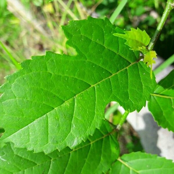 Fustictree (Maclura tinctoria)