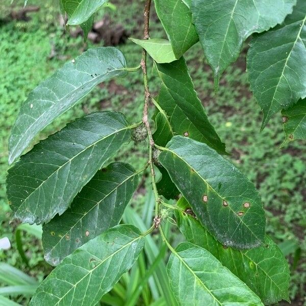 Fustictree (Maclura tinctoria)