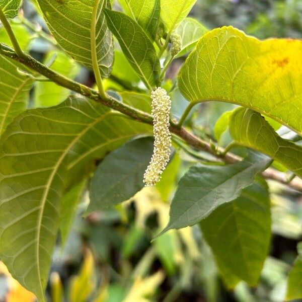 Fustictree (Maclura tinctoria)