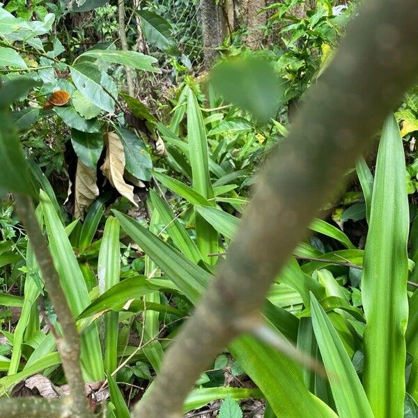 Fustictree (Maclura tinctoria)
