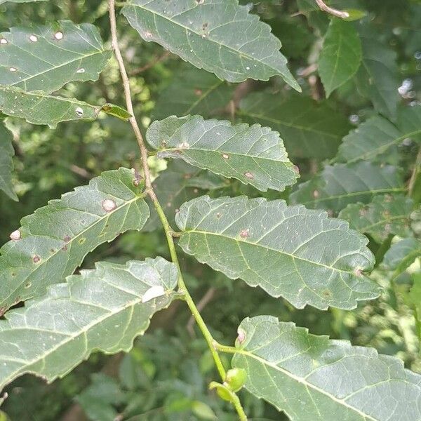 Fustictree (Maclura tinctoria)