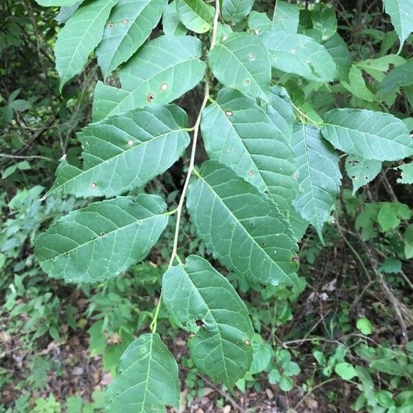 Fustictree (Maclura tinctoria)