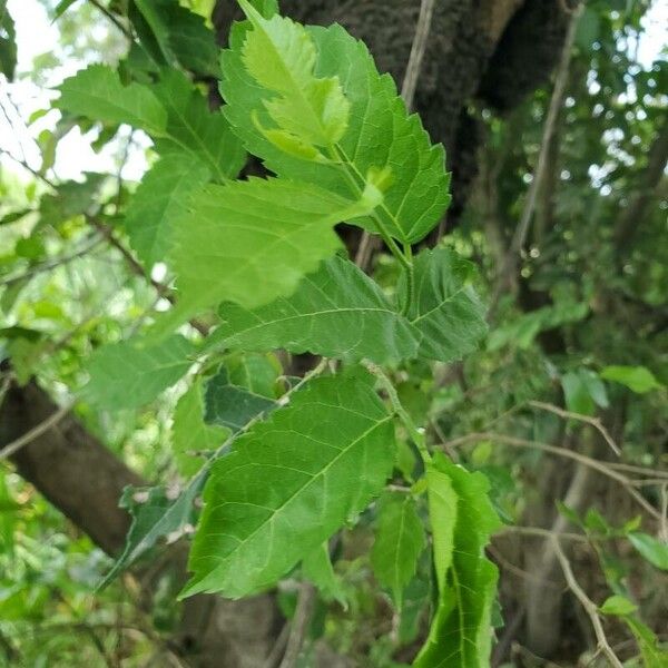Fustictree (Maclura tinctoria)