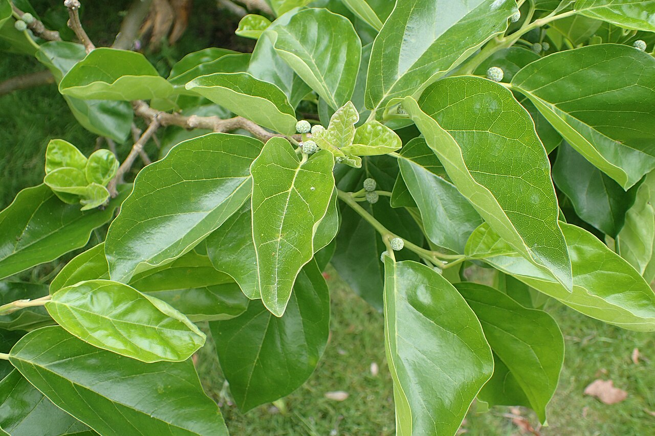 Storehousebush: Cudrania tricuspidata in Hackfalls Arboretum, Hawkes's Bay