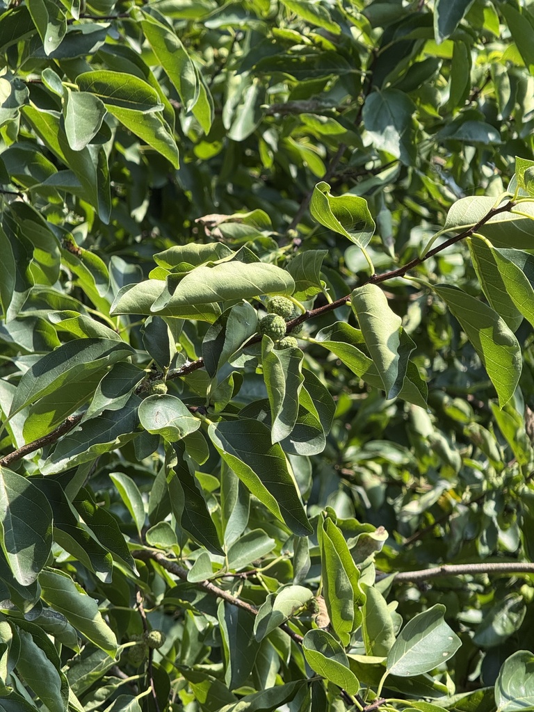 Storehousebush (Maclura tricuspidata)