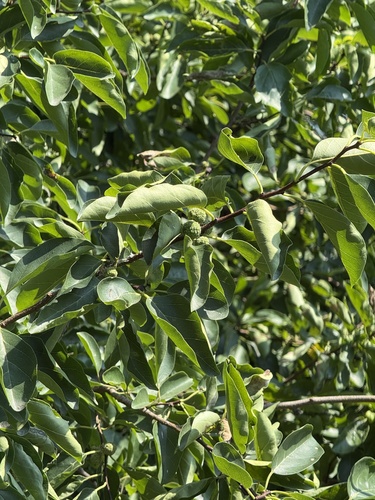 Storehousebush (Maclura tricuspidata)